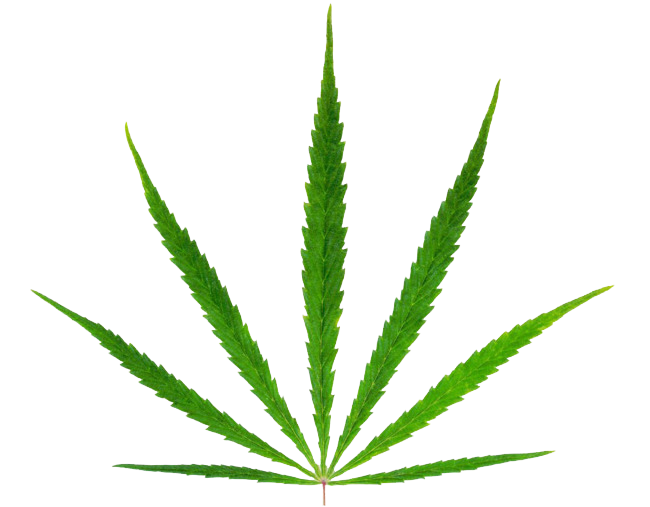 Green marijuana png